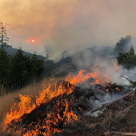 La pérdida de bosques supone un grave problema y también va en aumento.