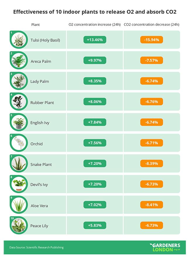 Plantas de interior que mejoran la calidad del aire.